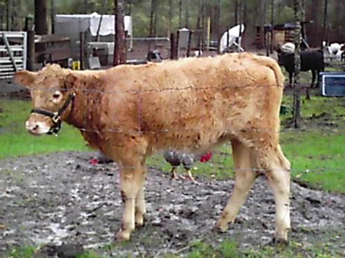 Butters the cow - This is Butters, a heifer I bought to keep my dwarf cow Norman happy. I ended up selling Butters a couple of months after I purchased her because she is a normal cow that wants to play normal cow games and poor Norman has so many disablities that she can't play. Norman was getting pushed around while Butters was trying to play so we found a really great home for Butters. She now lives on another farm and is companion to another special needs cow friend. Norman seems to have gained confidence since Butters left and can now stay with the goats without getting bullied by them.
