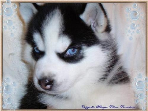 baby husky - my true love