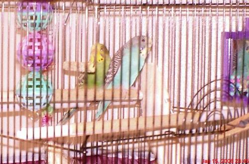 My Parakeets - Those are my two Parakeets named Boyd(green)and Binky(blue).