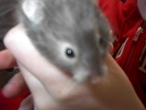 hamster - This is my hamster, Smokey. Isn't he just precious?!