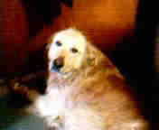 Maxxx - This is my baby puppy dog Maxxx, showing off his clean after bath coat. Maxxx is Golden Retriever mixed with some other breed apparently unknown to humans.