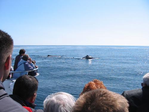 whales  - whale watching in Maine