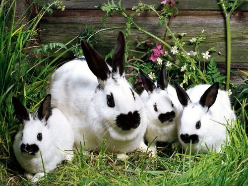 what nose - Just look the color of them noses,aren't they cute?