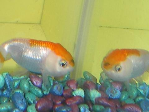 Pudge - The Best Fish - This is my old fish, Pudge. She was the BEST fish, but I only had her for a few days, until I got a new fish to be her best friends. I decorated the tank so beautifully. But the new fish turned out to be diseased, and they both died. :(