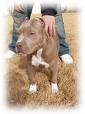 pitbull - a trained pit bull