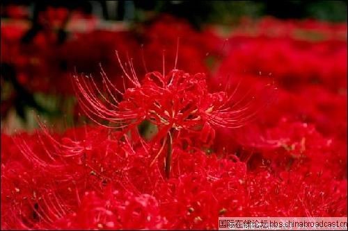 Red spider lily - Red spider lily, in chinese is called 'bi'an flower'. It is said that its fragrance has the magic of making the dead recollecteits memory before death.   The time which is three days before and after Spring Equinox is called 'Spring Bi'an', and the time which is three days before and after Autumn Wquinox is called 'Autumn Bi'an'. The time of visiting a grave is just the time red spider lily blooms in 'Autumn Bi'an'.It is very on time, so it is called 'Bi'an flower'.  We cannot see its leaves when its flovers bloom and when we see the leaves, we cannot see the flowers. So the flowers will nevere see the leaves forever.  It is said that this kind of flower only bloom in the nether world. It is the only sight of that world. It blooms gloriously in that world. It just like a carpet which is made of blood when look it far away.It is called “fire brighted road' for its red colour just like fire. The dead gos to the hell throught this road.  In fact, it grows in paths through fields, near the riers and graves, so it is also called dead flower.