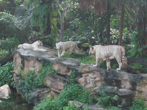 White Tiger - Thre rare white tigers in their natural habitat