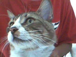 Artistic Cat - This is a picture of my cat and look very good, it don't want to pose in cam but this picture is very good. Is a bad resolution (WebCam) but in a future when I go to buy my digital camera I'll take interesting pictures.  But What do you think of this picture??? Was a good angle??