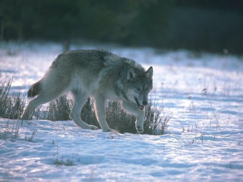 wolf - A panting wolf in the snow.