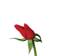 Red Rose - A flowering red rose.