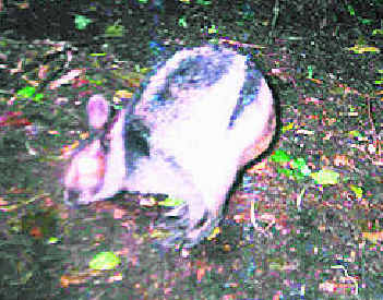 the sumatran striped rabbit - the photo was caught at night from Bukit Barisan national park