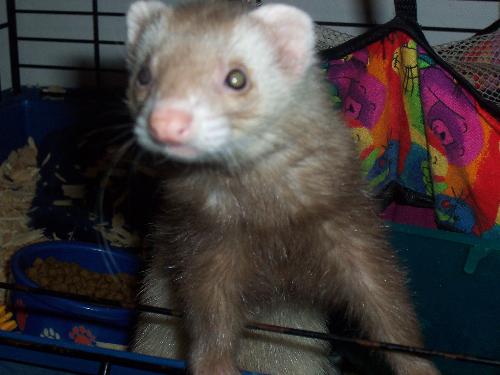 Cinnamon~My ferret - Curious ferret