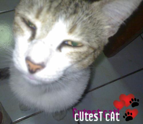 how cute is this? - this is the cat of my twin counsins. i forgot the name buti know for sure how cute he is! heheh this cat is actually quite stubborn! he wont move even if someone walks in his way when he's standing on the floor. is that right? standing?=)