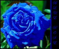 blue rose - blue rose