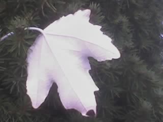 White Leaf - This white leaf was blown by the wind onto a pine tree outside my house. I thought it was so beautiful I had to stop and take a picture with my cell phone.