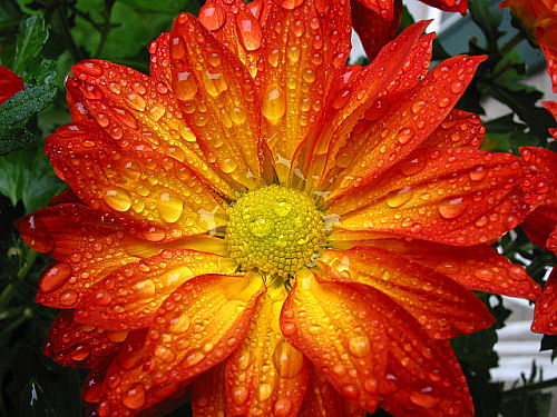 sunflower - kjlhzg;hxpudszrkgzlkcb;zxzh;h