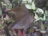 Study of Fall - Just a collection of leaves that display the meaning of fall or Autumn to me.
