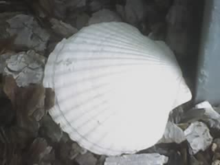 Shell - Just a gorgeous shell that lays in our garden. A sad reminder of the life we left behind in California.