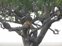 Lion in tree - Who says lions can't climb trees, this picture was taken at the masai mara