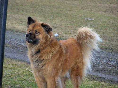 this is Reggie - He's apparently Chow/Shep mix