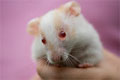 Hamster - Little hamster