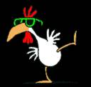 Squaking chicken - My chicks grew up to this size Squaking chicken - My chicks grew up to this size