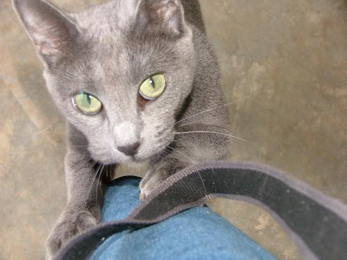 Russian Blue - Russian Blue Cat