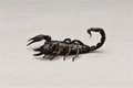 Scorpion - Are all scorpions poisenous?
