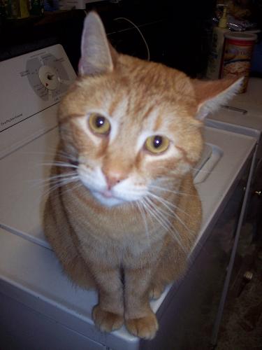 dozer - This is Dozer being king of the laundry area