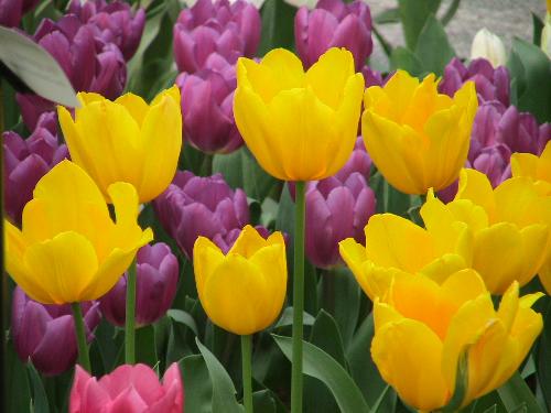 Flowers in Keukenhof Park - Beautiful pictures of gorgeous coloured flowers taken at Keunkenhof Spring Park.