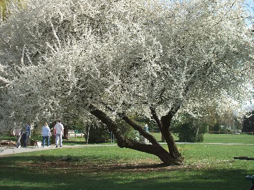 a beutiful tree all in bloom. - Last week this only had a few buds on it a few sunny days and look at it now a beutiful tree all in bloom. - Last week this only had a few buds on it a few sunny days and look at it now