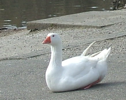 pure white goose.  - All the other geese are Canada geesem abd there is this whire goose, I do not think it is albino, but it looks odd all by its self as Canada geese are very social , and this one is always alnoe and has been in the park for several months