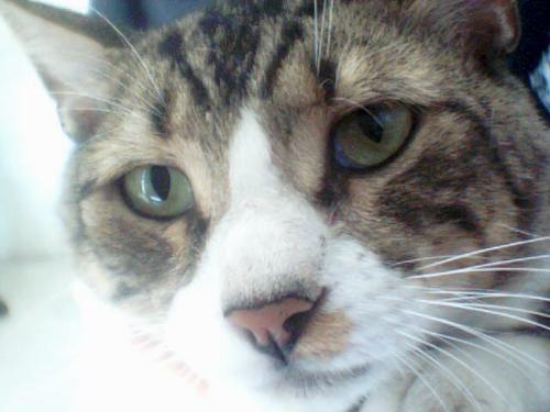 A cat picture - This is a image of a cat take it from a webcam. The cat is very tender and very fussy.