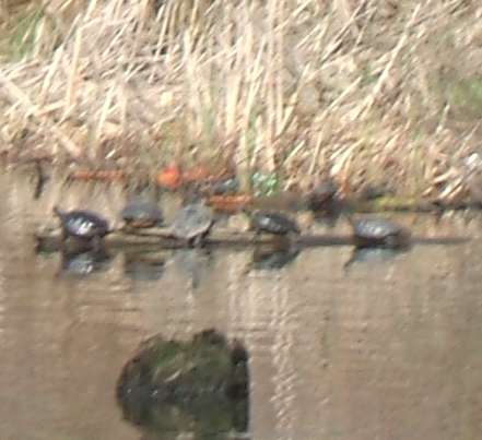 Turtles on the logs  - We have been waiting for the turtles to appear, there are at least 29 of them and those are the size of a dinner plate, Every summer when the sun is shining they crawl up on logs and rocks in the water a sun bathe.