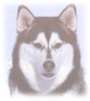 Siberian Husky - Love this kind of dog, had one once and wish I had another....they're a beautiful breed of dog