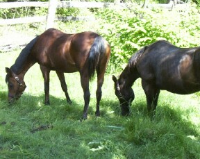 horses - horses in a field