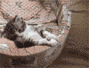 kitten hunting - The avatar is taken form avatar.jurko.com. Not specific about the dimensions, though. It's a black-and-white moving photo of a cat trying to chase a tail.