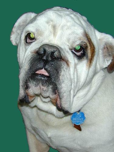 This is Petey - He is my 7 year old American Bulldog. Isn't he just a cutie??