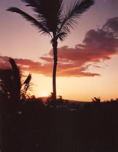 Swaying Palm And Sunset - Maui's night life as I know it. Swaying Palm And Sunset - Maui's night life as I know it.