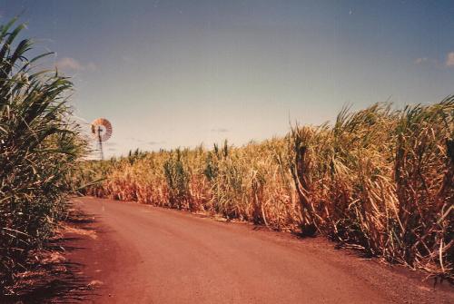 Sugar Cane - Sugar Cane fields on Maui (I think). Sugar Cane - Sugar Cane fields on Maui (I think).