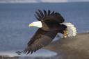 eagle - bird flying
