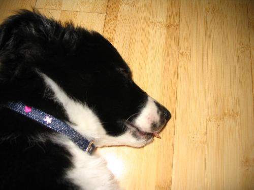 Missy asleep - Missy our 8 week old Border Collie asleep with her tongue sticking out.