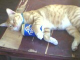 One of Garfiel's hangover days. - Tiger's my fav. Ohh yeah....