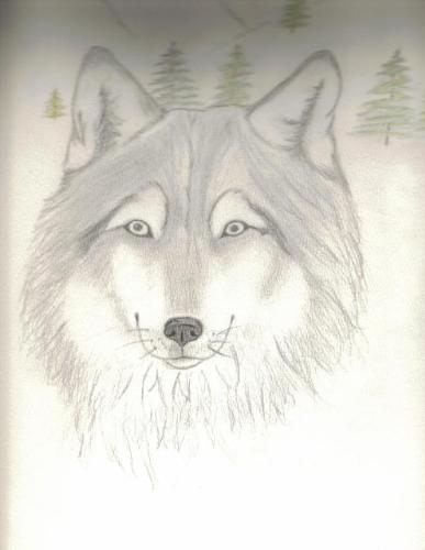 Drawing of Wolf - My drawing