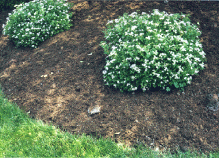 mush - picture using mulch to accent plants and yard.