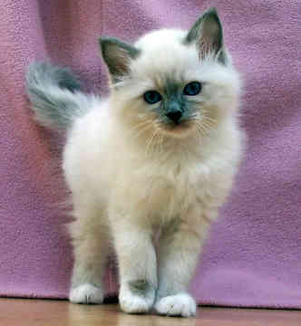 I'm so cute - Cutie pie