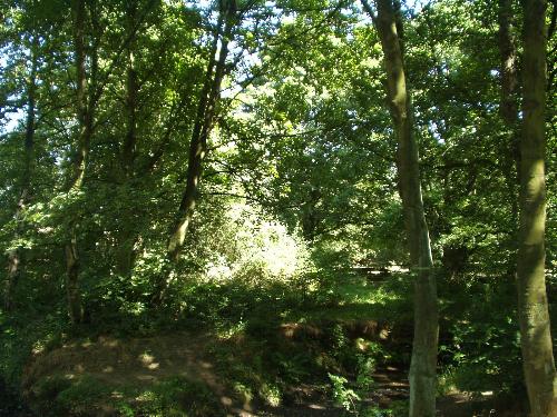 a wooded glade near huddersfield  - this is a beautiful place near my home in huddersfield in the west riding of yorkshire in the north of england