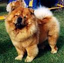 one cute dog - chow-chow that is super cute!!!