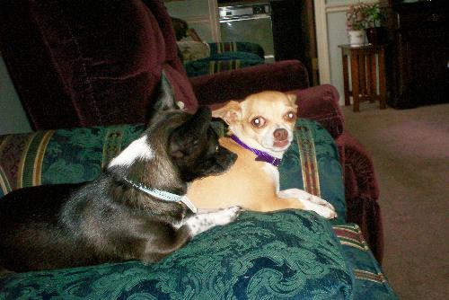 Pepi and Schatzie - My chichis Pepi and Schatzie - My chichis