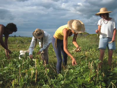 Harvesting - In the fields.